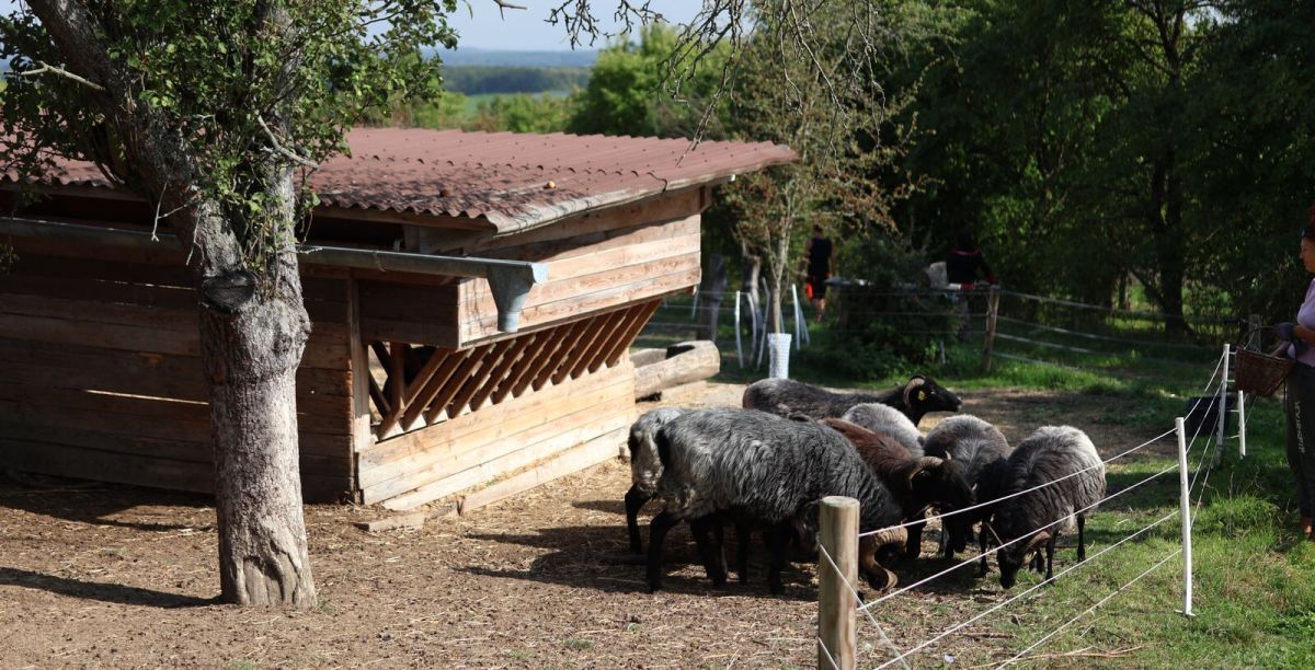 Ovce vřesová - Farma Vaněk