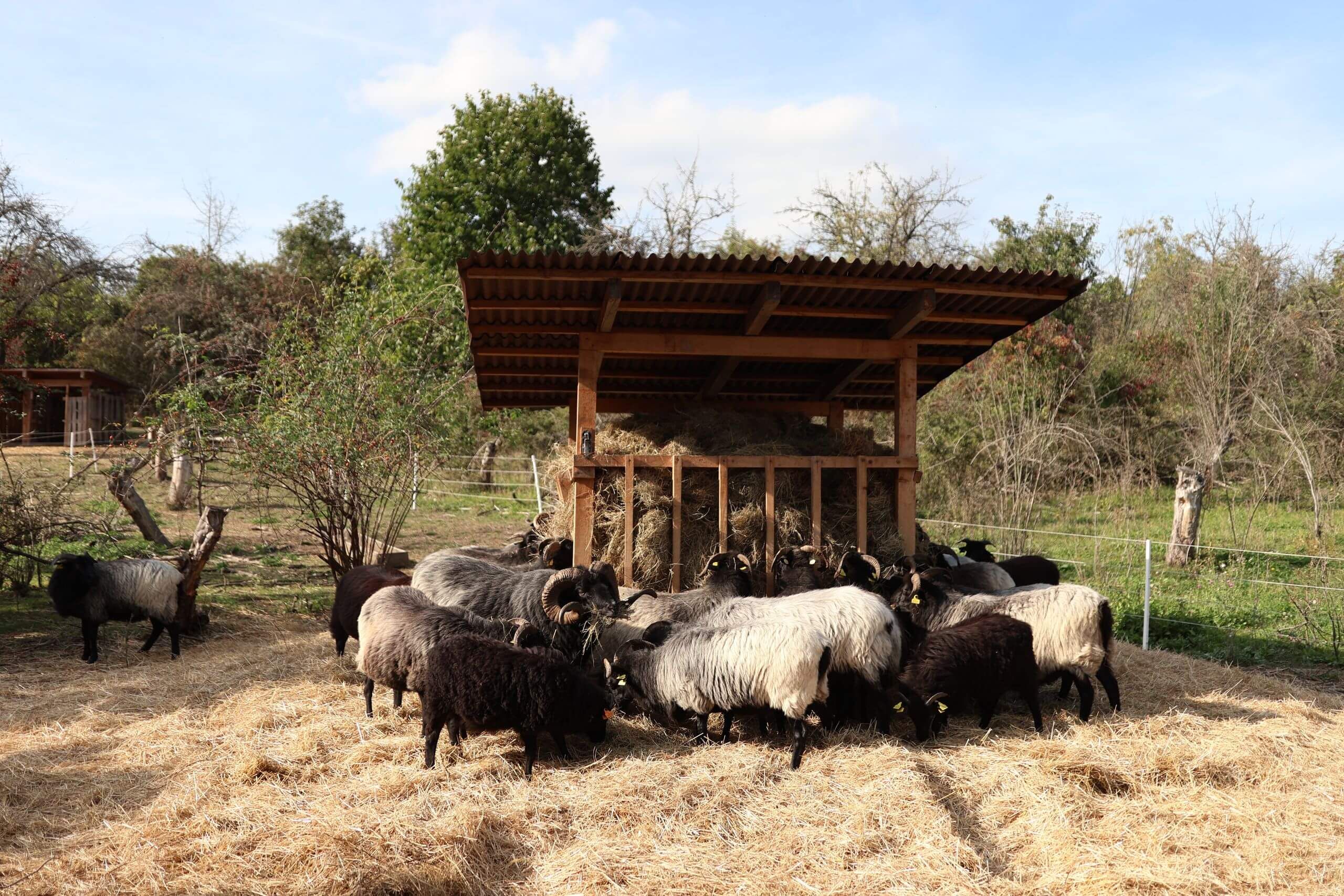 Farma Vaněk - ovce vřesová - prodej